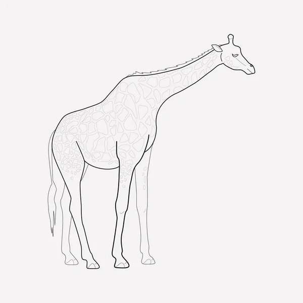 Elemento linea icona giraffa. Illustrazione vettoriale della linea di icone della giraffa isolata su sfondo pulito per il design del logo dell'app mobile web . — Vettoriale Stock