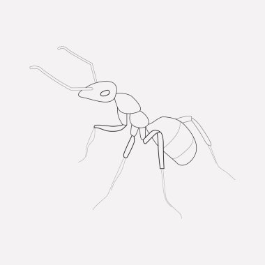 Karınca simgesi line öğesi. Karınca simgesi satır web mobil app logo tasarımı için temiz arka plan üzerinde izole vektör çizim.