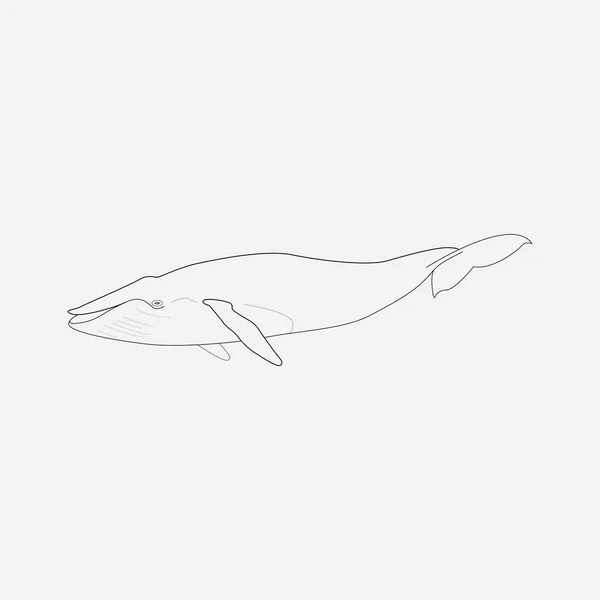 Whale ikonen line-element. Vektorillustration av whale ikonen linje isolerade på ren bakgrund för din mobilapp logotyp webbdesign. — Stock vektor