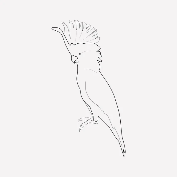 Cacatua ícone elemento de linha. Ilustração vetorial da linha de ícones de cacatua isolada no fundo limpo para o design do logotipo do aplicativo móvel da web . — Vetor de Stock