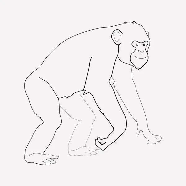 Chimpanzé ícone elemento de linha. Ilustração vetorial da linha de ícones de chimpanzé isolada no fundo limpo para o design do logotipo do aplicativo móvel da web . — Vetor de Stock