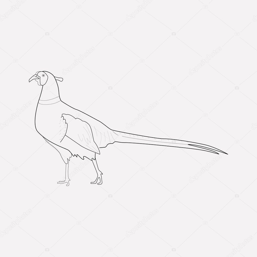 Pheasant icon line element. Vector illustration of pheasant icon line isolated on clean background for your web mobile app logo design.