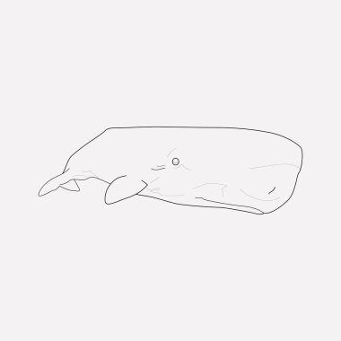 Cachalote simgesi line öğesi. Cachalote simgesi satır web mobil app logo tasarımı için temiz arka plan üzerinde izole vektör çizim.