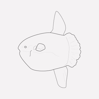 Balon balığı simgesi line öğesi. Balon balığı simgesi satır web mobil app logo tasarımı için temiz arka plan üzerinde izole vektör çizim.