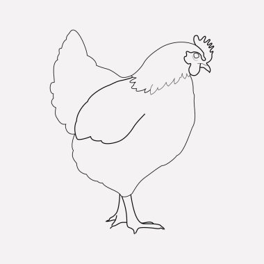 Tavuk simgesi line öğesi. Tavuk simgesi satır web mobil app logo tasarımı için temiz arka plan üzerinde izole vektör çizim.