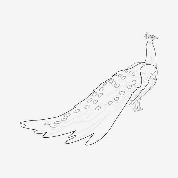 Elemento de línea de icono de pavo real. Ilustración vectorial de la línea de iconos de pavo real aislada en un fondo limpio para el diseño del logotipo de su aplicación móvil web . — Vector de stock