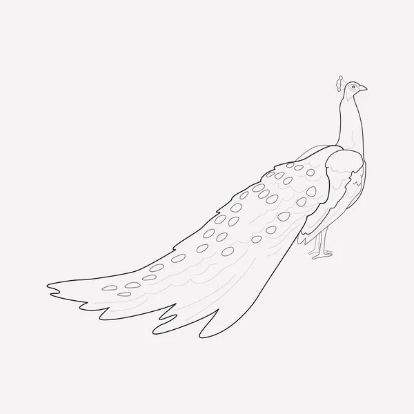 Pfauensymbolzeilenelement. Vektorillustration der Pfau-Symbollinie isoliert auf sauberem Hintergrund für Ihr Web-Mobile-App-Logo-Design. — Stockvektor