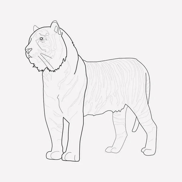 Tigre icono elemento de línea. Ilustración vectorial de la línea de iconos de tigre aislada en un fondo limpio para el diseño del logotipo de su aplicación móvil web . — Archivo Imágenes Vectoriales