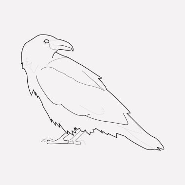 Kuzgun simgesi line öğesi. Web mobil app logo tasarımı için temiz arka plan üzerinde izole kuzgun simgesi çizgi vektör çizim.