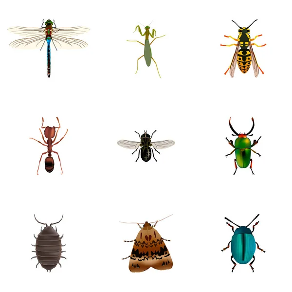 Set di simboli realistici per insetti con insetti, insetti, falene e altre icone per il tuo design del logo dell'app mobile web . — Vettoriale Stock