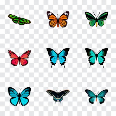 Güve danaus plexippus, spicebush, gökyüzü hayvan ve diğer simgeler web mobil app logo tasarımı için gerçekçi simgeler kümesi.