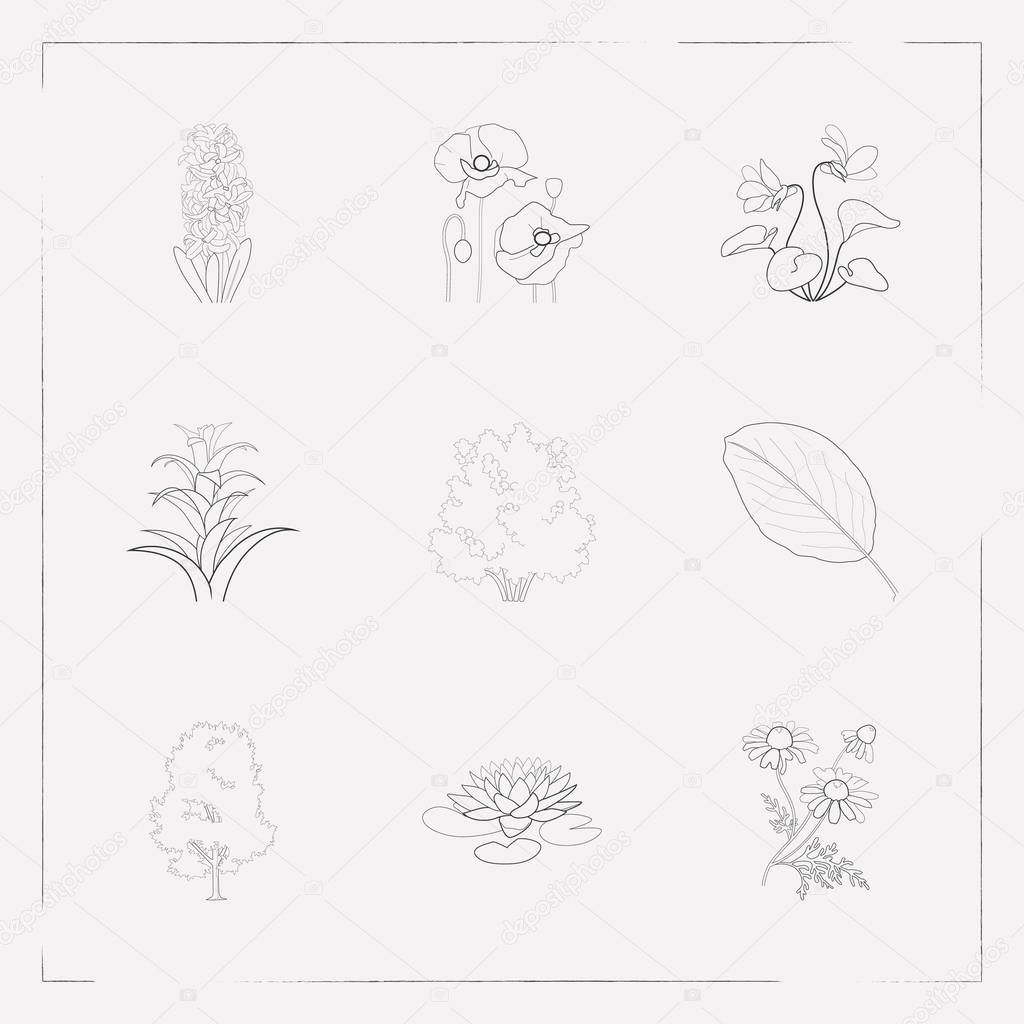 Set of plant icons line style symbols with hazelnut tree, chamomile, elm tree and other icons for your web mobile app logo design.