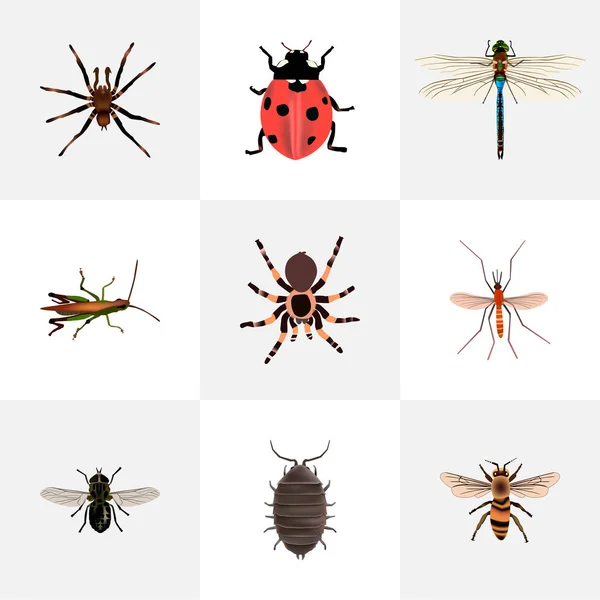 Set insect realistische symbolen met zwarte weduwe, dragonfly, tarantula en andere pictogrammen voor uw web mobiele app logo ontwerp. — Stockfoto