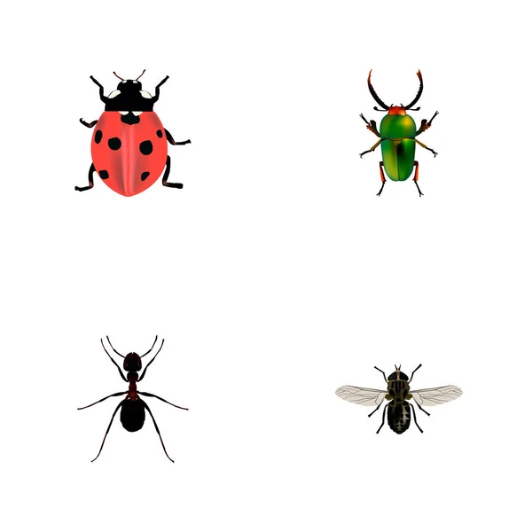 Ensemble de symboles réalistes d'insectes avec mouche, pismire, scarabée et autres icônes pour la conception du logo de votre application mobile Web . — Image vectorielle