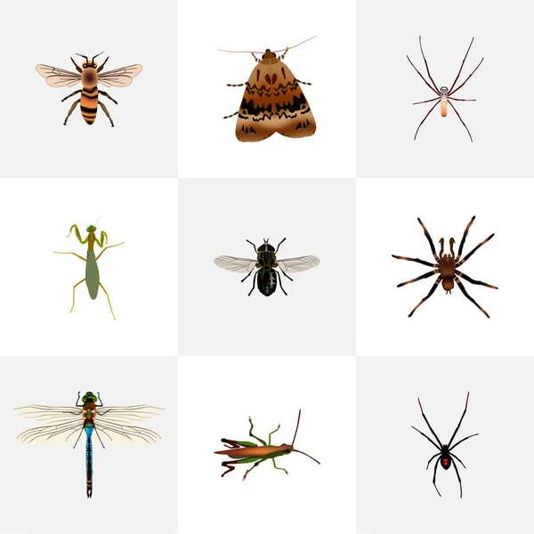 Készlet-ból rovar reális szimbólumok arachnid, tarantula, szöcske és más ikonok a webes mozgatható app logo tervezés. — Stock Vector