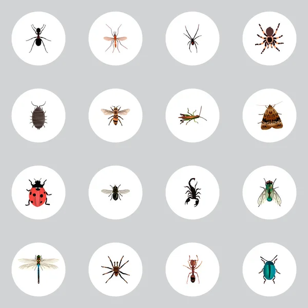 Набір реалістичних символів комах з мухою, чорною вдовою, павуком та іншими піктограмами для дизайну логотипу вашого мобільного додатку . — стоковий вектор