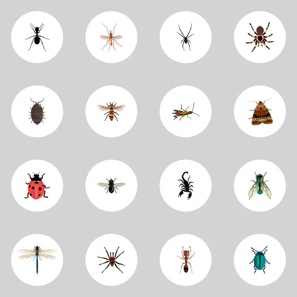 Set of insect realistic symbols with fly, black widow, spider and other icons for your web mobile app logo design.