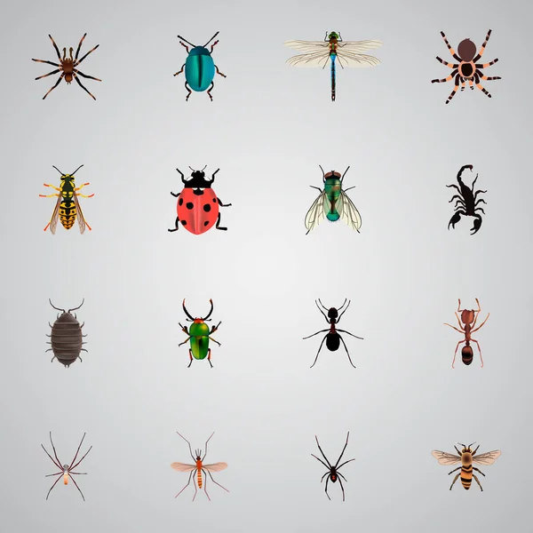 Conjunto de símbolos realistas de bugs com picada, viúva negra, mijo e outros ícones para o seu design de logotipo de aplicativo móvel da web . — Fotografia de Stock