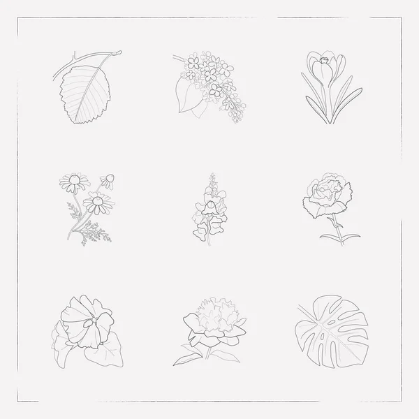 Conjunto de símbolos de estilo de linha de ícones de plantas com malva, crocus, camomila e outros ícones para o design do logotipo do aplicativo móvel da web . — Fotografia de Stock