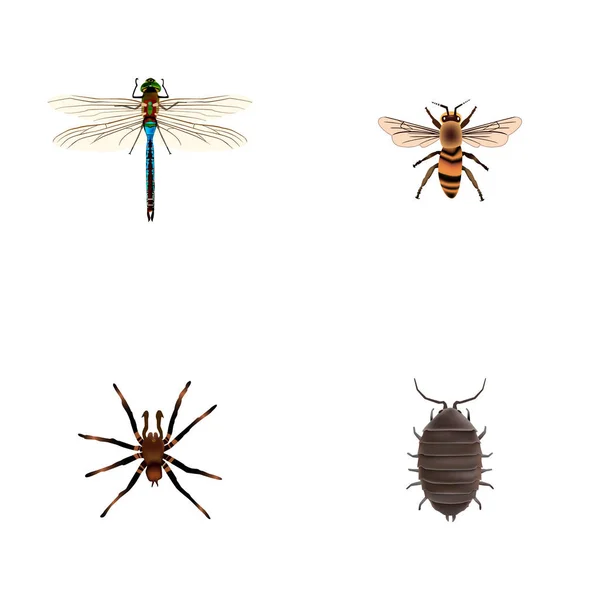 Set di simboli realistici bug con libellula, tarantola, bug e altre icone per il tuo design del logo dell'app mobile web . — Foto Stock