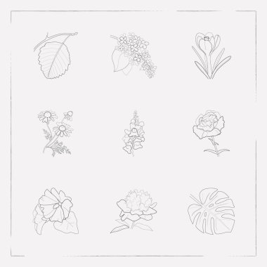 Botanik simgeler çizgi stili sembolleri ebegümeci, Çiğdem, papatya ve diğer simgeler web mobil app logo tasarımı için kümesi.