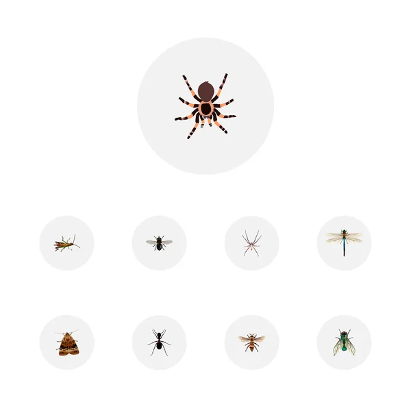 Set of bug realistic symbols with wasp, pismire, dragonfly and other icons for your web mobile app logo design.