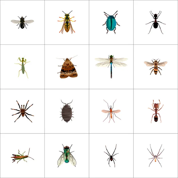 Set of bug realistic symbols with spider, mantis, sting and other icons for your web mobile app logo design.