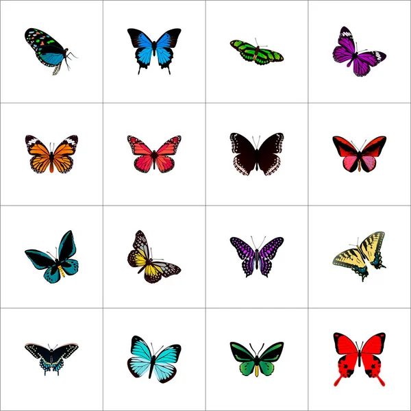Moth realistiska symboler med spicebush, tiger swallowtail, polyommatus icarus och andra ikoner för din mobilapp logotyp webbdesign. — Stock vektor