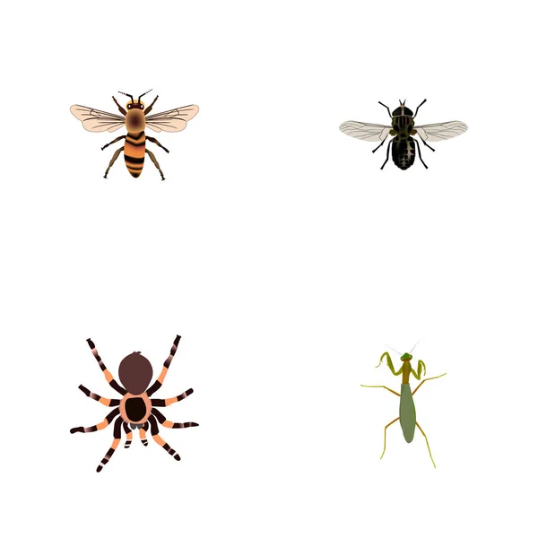 Set Von Insektenrealistischen Symbolen Mit Gottesanbeterin Fliege Stubenfliege Und Anderen — Stockvektor