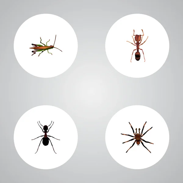 Set of bug realistic symbols with ant, pismire, tarantula and other icons for your web mobile app logo design.