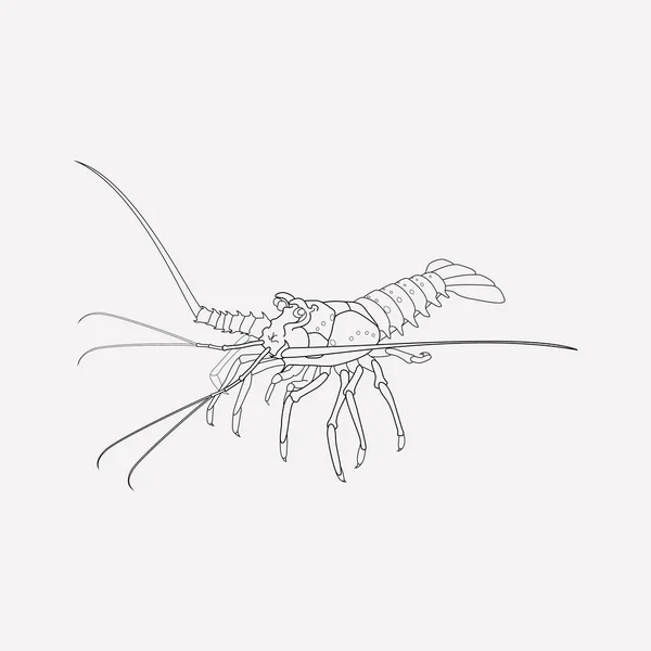 Spiny lobster icon line element. Vector illustration of spiny lobster icon line isolated on clean background for your web mobile app logo design. — Stock Vector