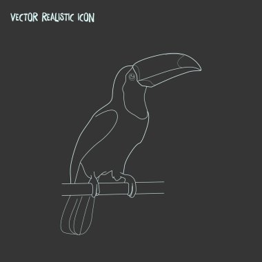 Toucan simgesi line öğesi. Web mobil app logo tasarımı için temiz arka plan üzerinde izole toucan simgesi çizgi vektör çizim.