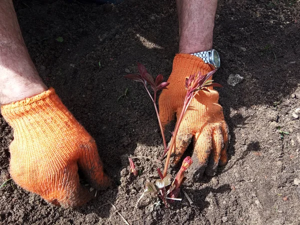 Manos Enguantadas Plantar Peonías Primavera — Foto de Stock