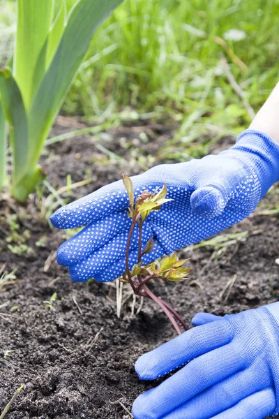 Mãos de jardineiro em luvas azuis que trabalham no chão - plantando peão — Fotografia de Stock