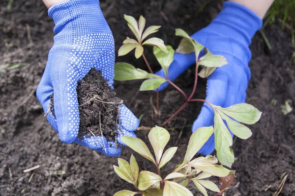 Gärtnerhände in blauen Handschuhen arbeiten im Boden - Torf pflanzen — Stockfoto