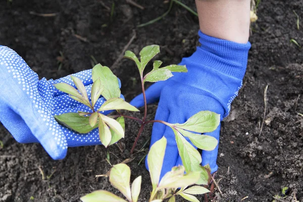 Mãos de jardineiro em luvas azuis que trabalham no chão - plantando peonie — Fotografia de Stock