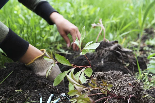 Manos de jardinero se dedican a la plantación de peonías — Foto de Stock