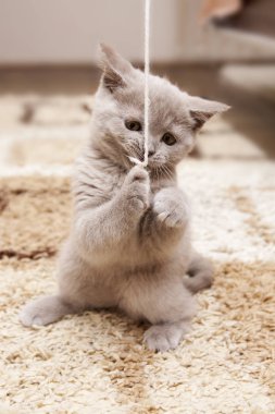 Biraz kabarık kedi onun Hi ayakta iken bir iplik ile oynar