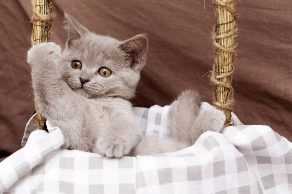 Cute Gray kitten zittend in een mandje, met een poot op een wenkbrauw — Stockfoto