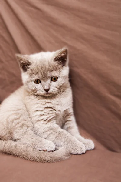 Cute gray kitten sits on a brown background — Stock Photo, Image