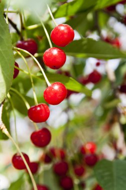 Yaz: bahçede bir ağaç dalı üzerinde kırmızı kiraz çilek