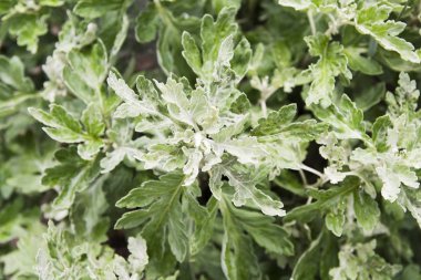 Yaz arka plan: bahçe bitkileri yeşil yaprakları