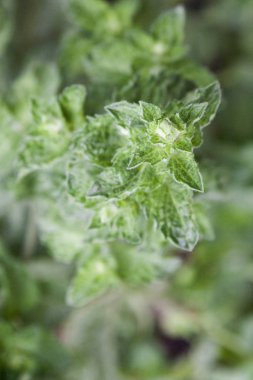 Bahçede nane taze yeşil yaprakları - closeup