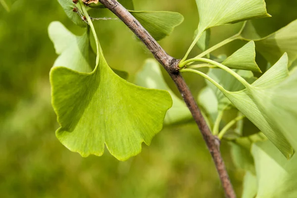 Ветка дерева с зелеными листьями Гинкго билоба — стоковое фото