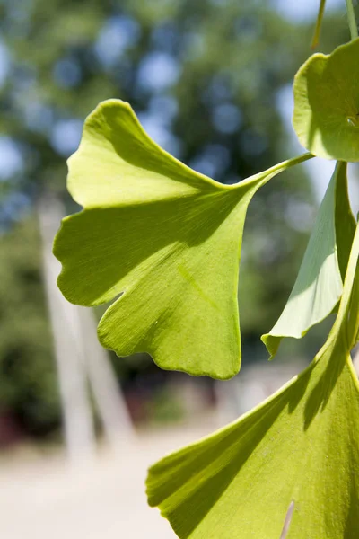 Las hojas del árbol Ginkgo biloba son un día soleado —  Fotos de Stock