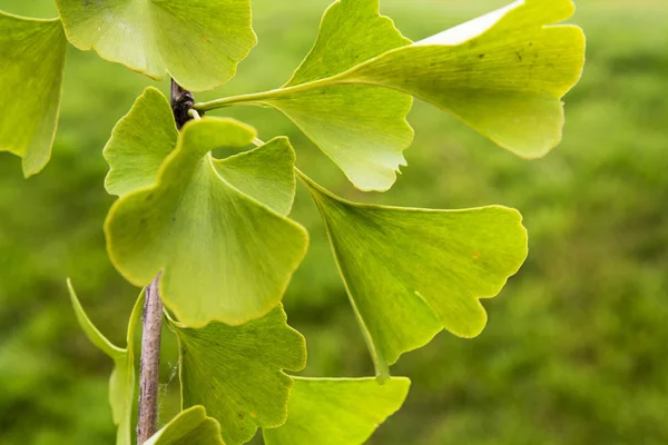 Rama de un árbol con hojas verdes Ginkgo biloba —  Fotos de Stock