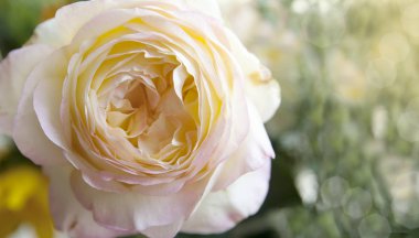 bulanık bir güneşte ilginç bir merkezi ile güzel gül