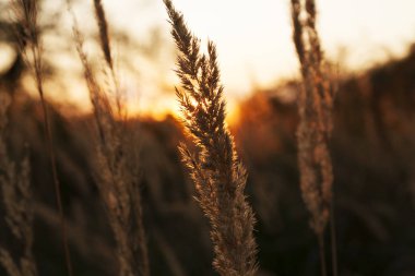 alanında kuru çim ile gün batımı