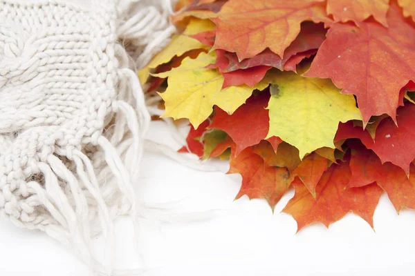 Autumn background of orange and red maple leaves on a white back — Stock Photo, Image