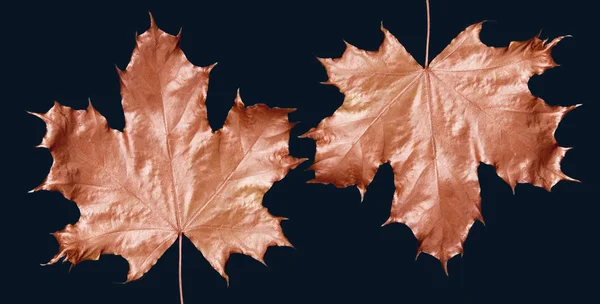 秋の楓の葉は暗色の背もたれに青銅製の金属で描かれている。 — ストック写真